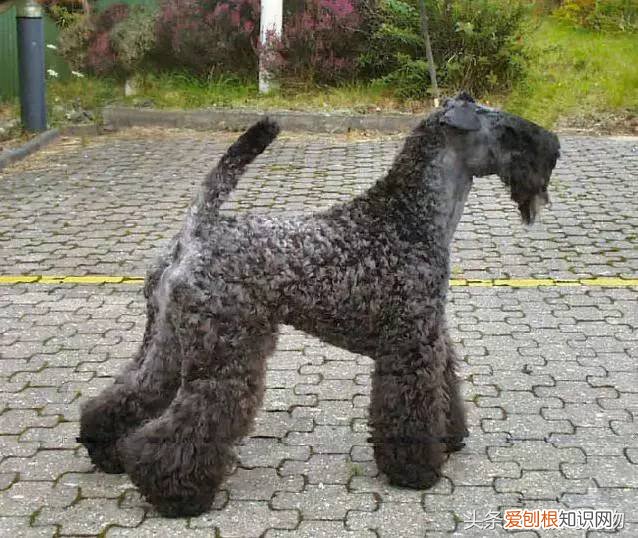 宠物狗品种介绍大全