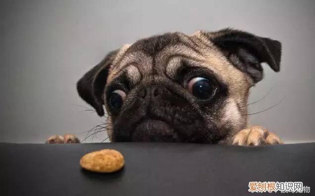 宠物狗品种介绍大全