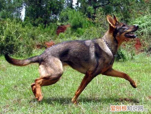 宠物狗品种介绍大全