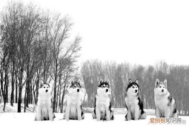 宠物狗品种介绍大全