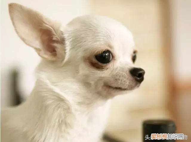 宠物狗品种介绍大全