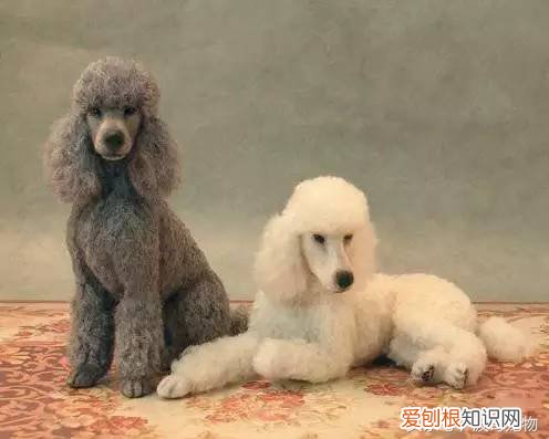 宠物狗品种介绍大全