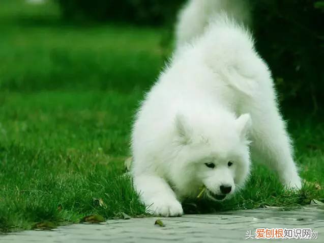 宠物狗品种介绍大全