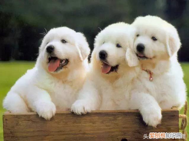 宠物狗品种介绍大全