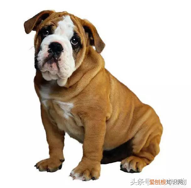 宠物狗品种介绍大全