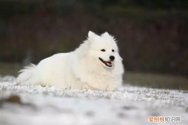 宠物狗品种介绍大全