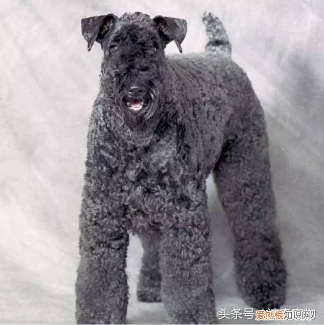 宠物狗品种介绍大全