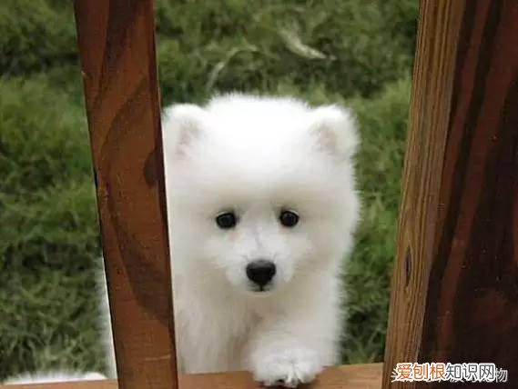 宠物狗品种介绍大全