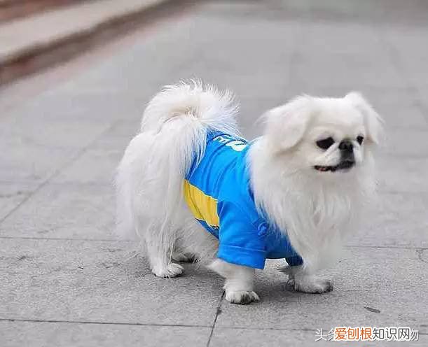 宠物狗品种介绍大全