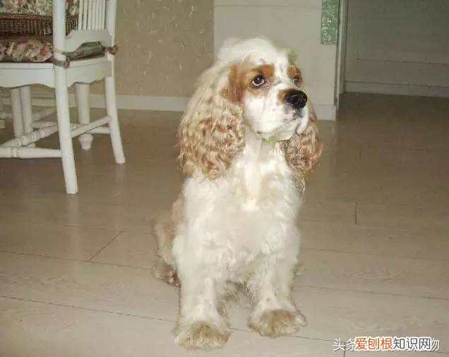 宠物狗品种介绍大全