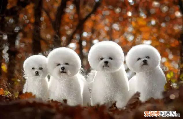 宠物狗品种介绍大全