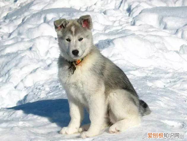 宠物狗品种介绍大全