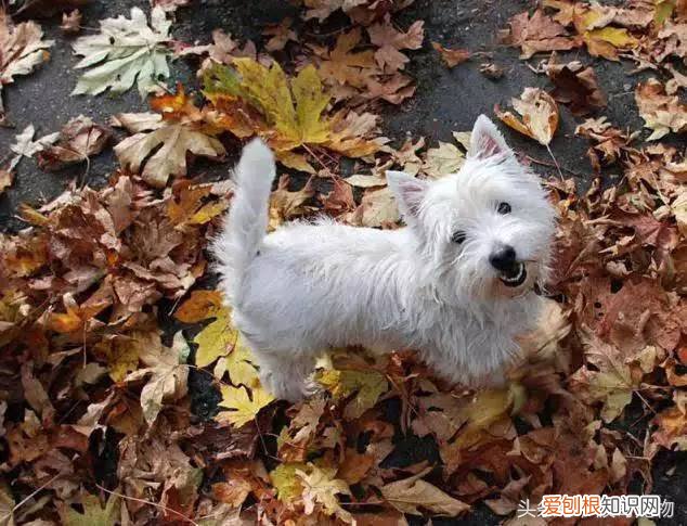 宠物狗品种介绍大全