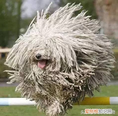 宠物狗品种介绍大全