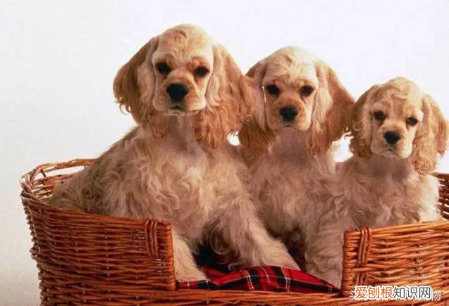 宠物狗品种介绍大全