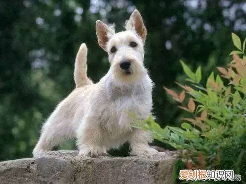 宠物狗品种介绍大全