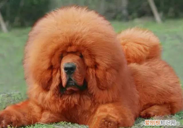 宠物狗品种介绍大全