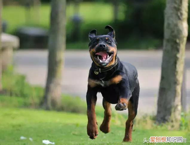 宠物狗品种介绍大全