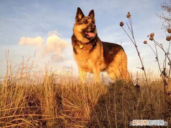 宠物狗品种介绍大全