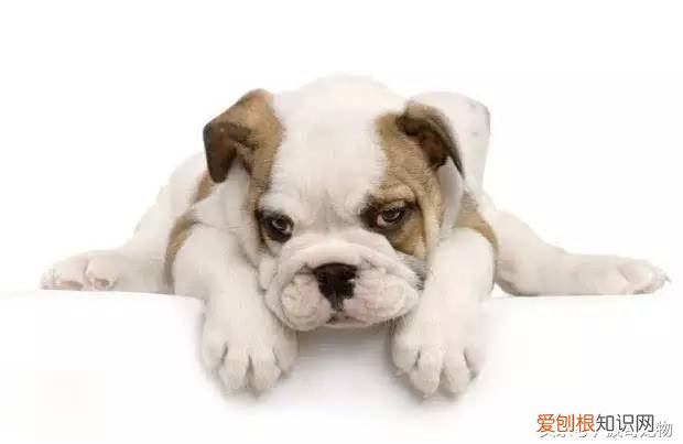 宠物狗品种介绍大全