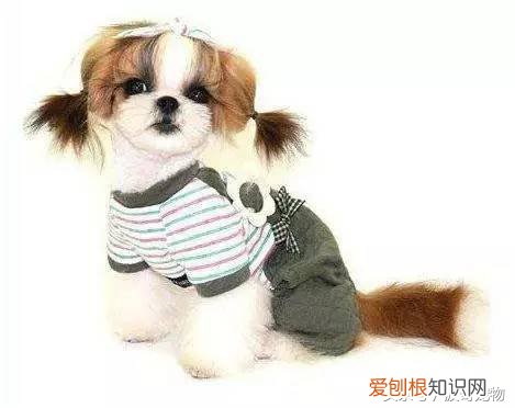 宠物狗品种介绍大全