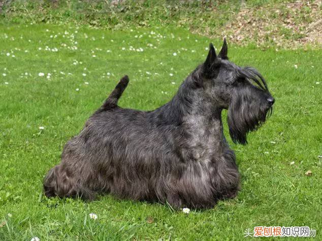 宠物狗品种介绍大全