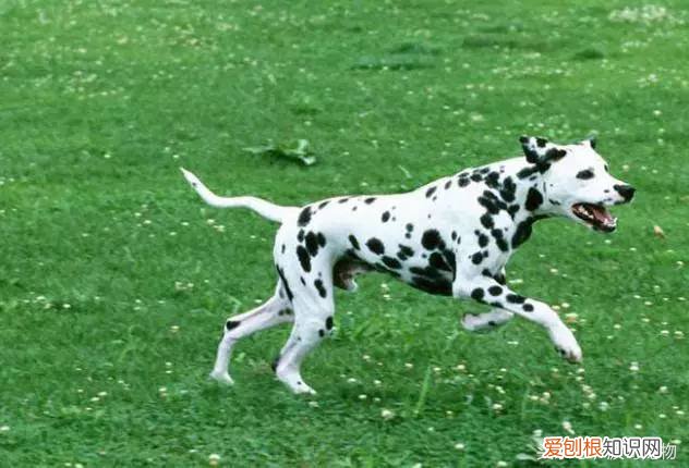 宠物狗品种介绍大全