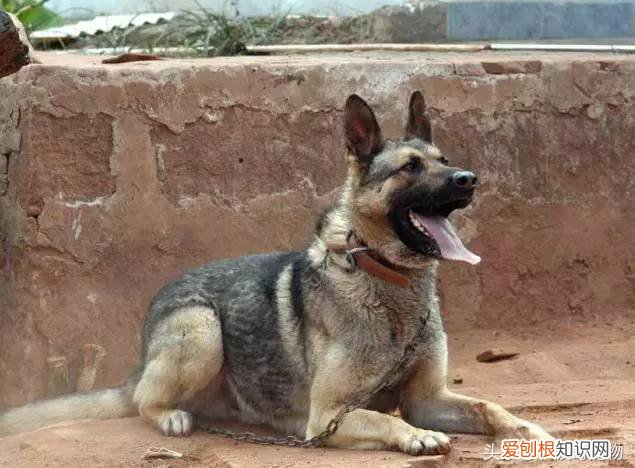 宠物狗品种介绍大全