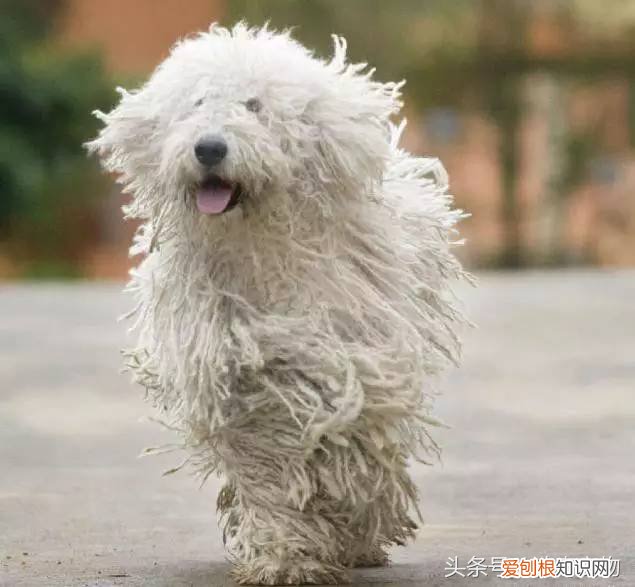 宠物狗品种介绍大全