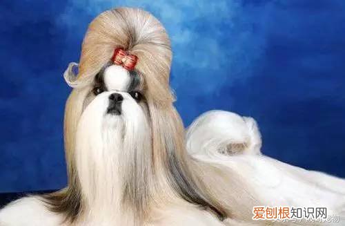 宠物狗品种介绍大全