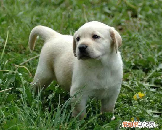 宠物狗品种介绍大全