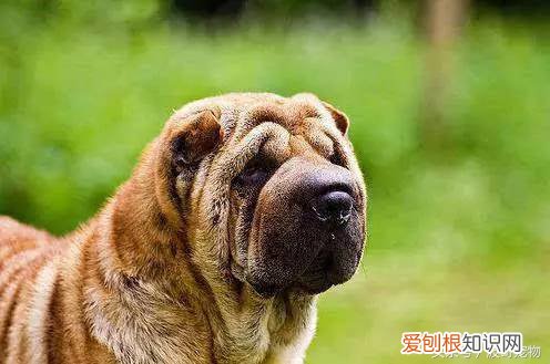 宠物狗品种介绍大全