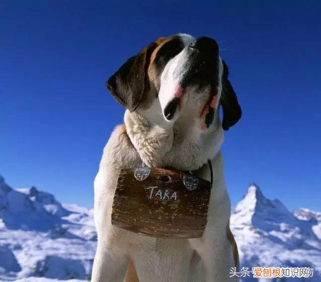 宠物狗品种介绍大全