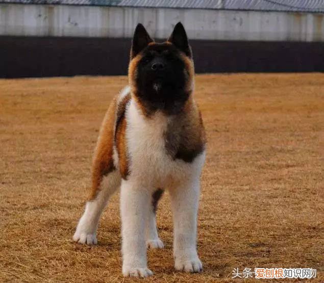 宠物狗品种介绍大全