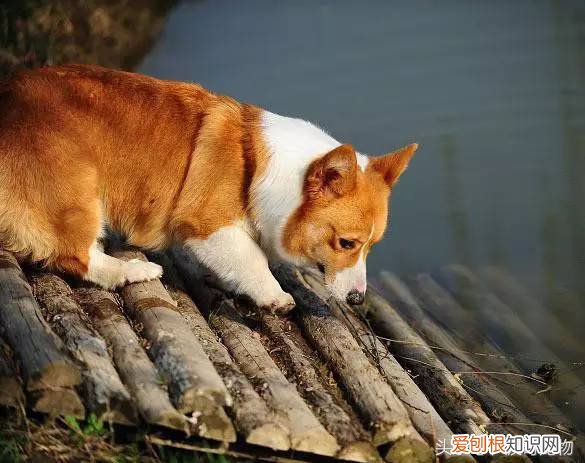 宠物狗品种介绍大全