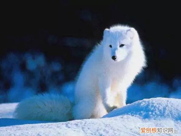 宠物狗品种介绍大全