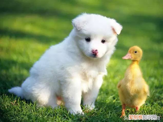 宠物狗品种介绍大全