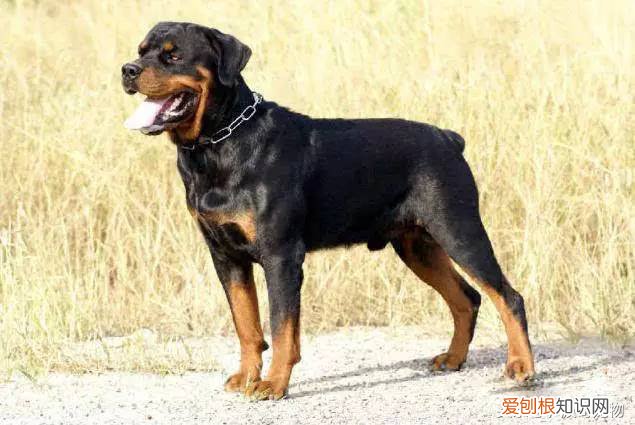 宠物狗品种介绍大全