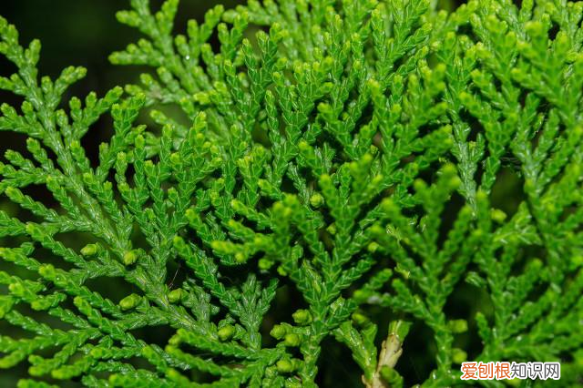 索芙特洗发水好用么