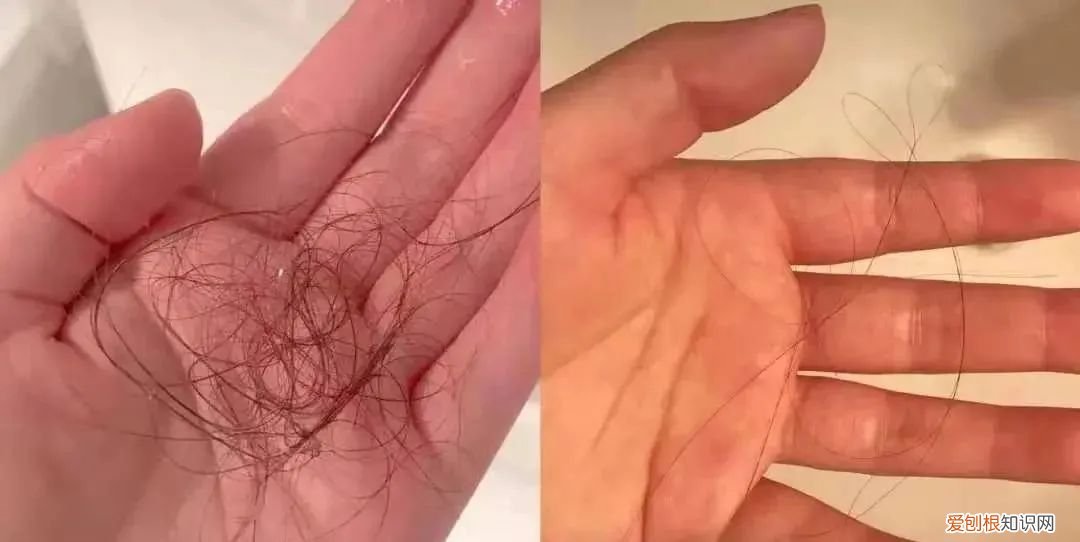 索芙特洗发水好用么