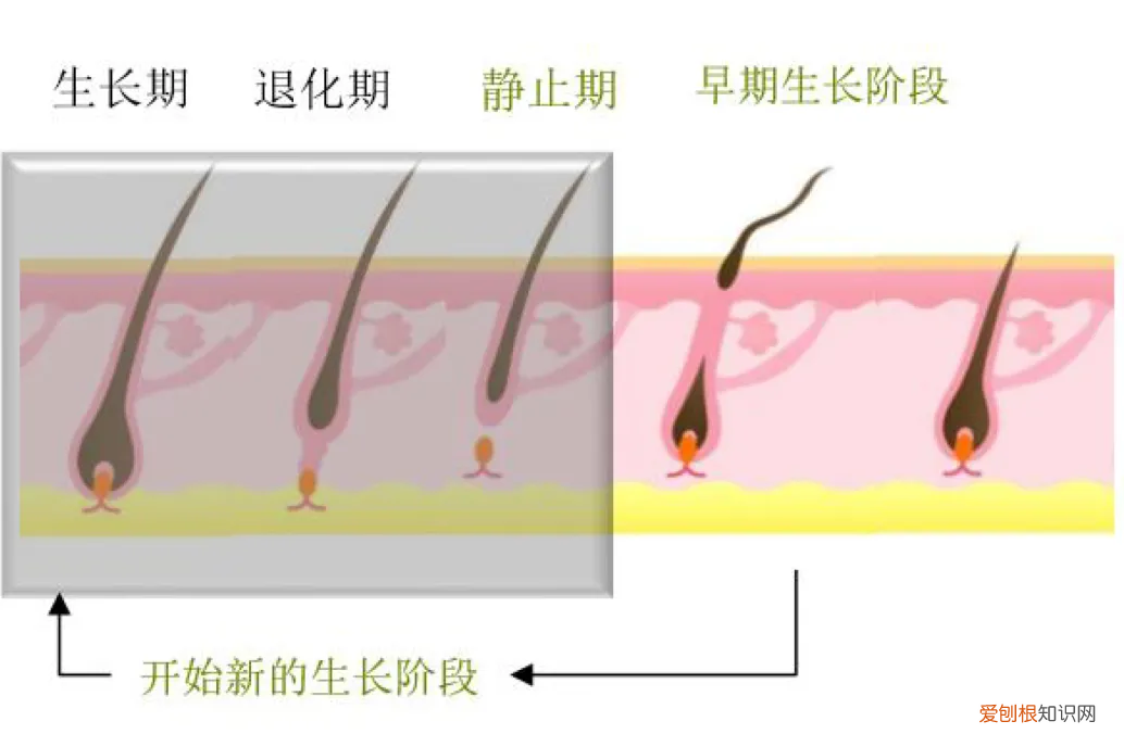 索芙特洗发水好用么