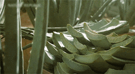 索芙特洗发水好用么