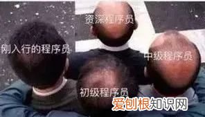 索芙特洗发水好用么