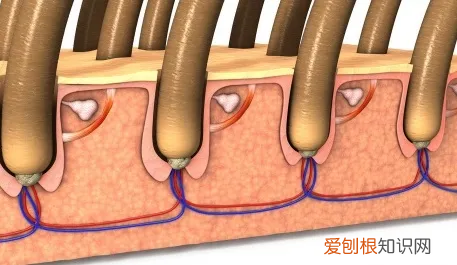 索芙特洗发水好用么