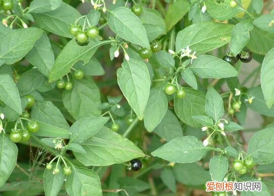 野菜图片大全及名字和功效