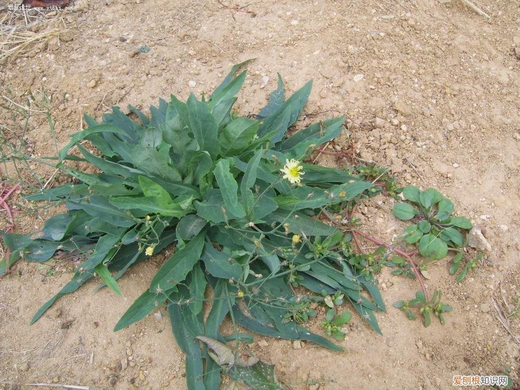 野菜图片大全及名字和功效