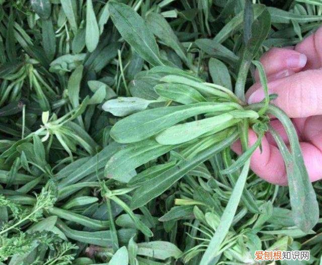 野菜图片大全及名字和功效