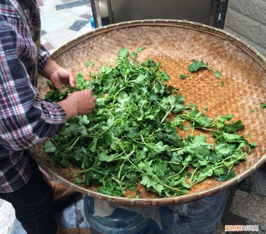 野菜图片大全及名字和功效