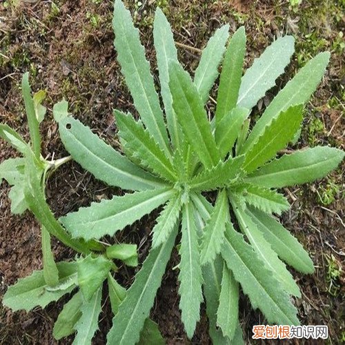 野菜图片大全及名字和功效