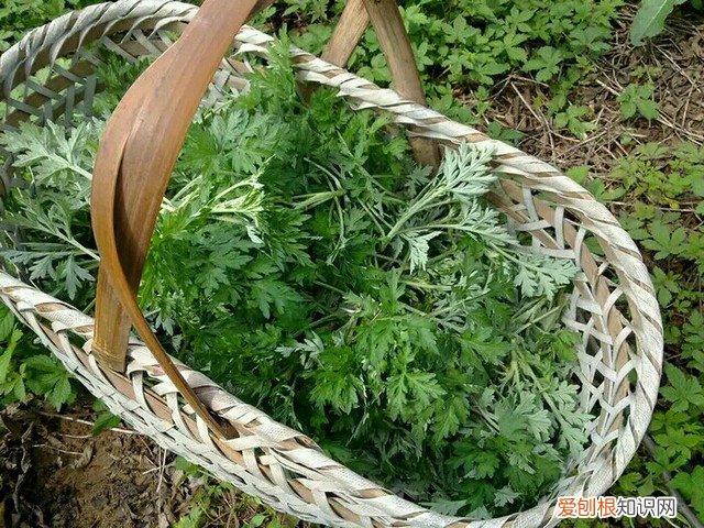 野菜图片大全及名字和功效